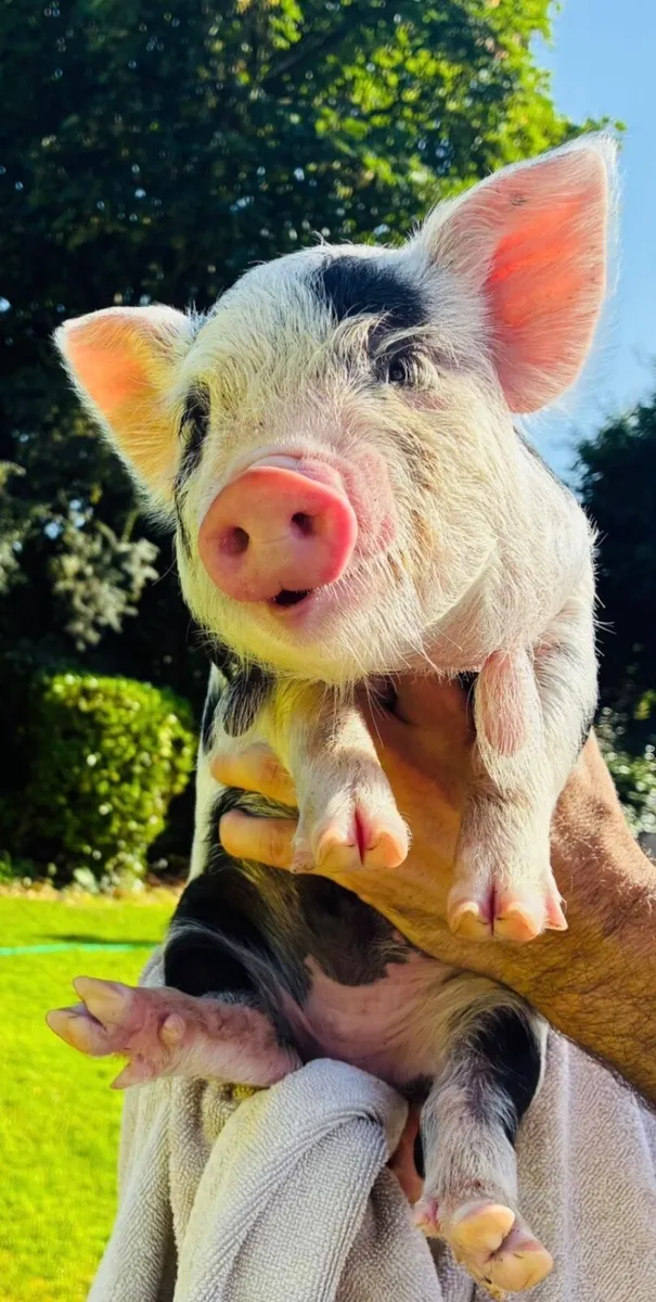 Kune kune piglets - Image 3