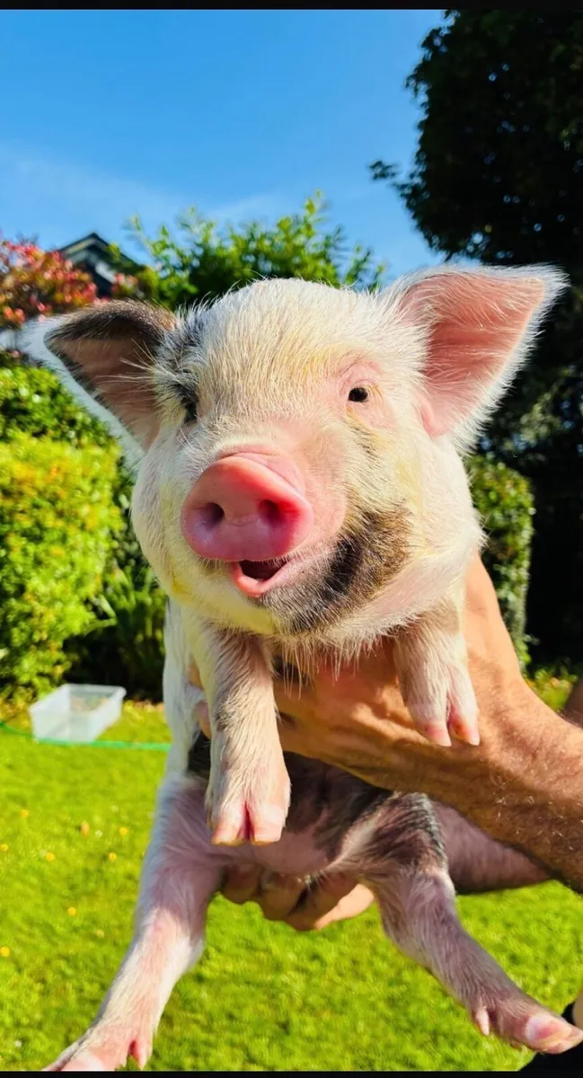 Kune kune piglets - Image 4