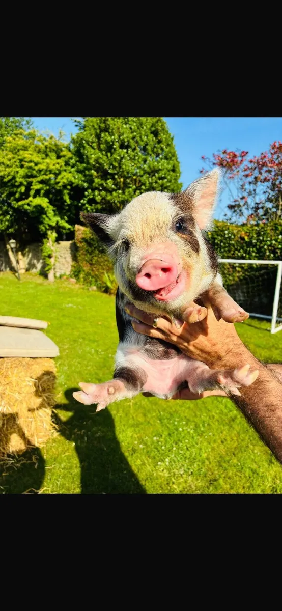 Kune kune piglets - Image 1