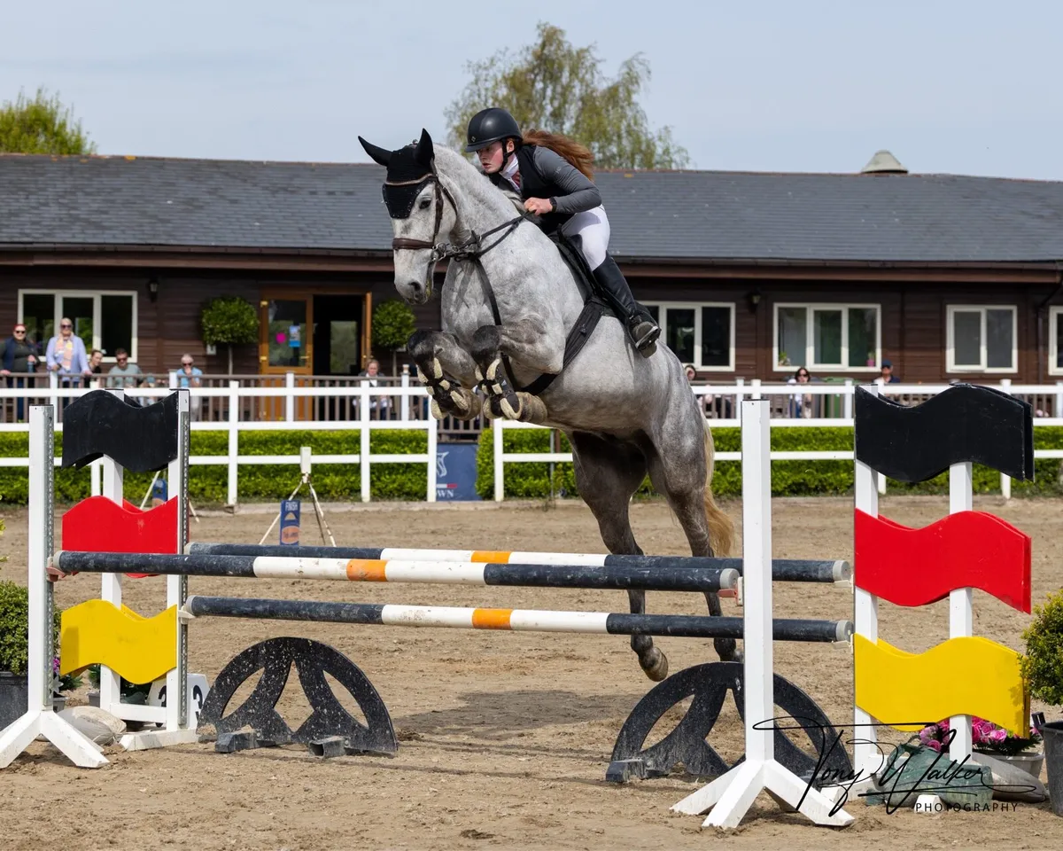 17h gelding by Glenfiddich - Image 2