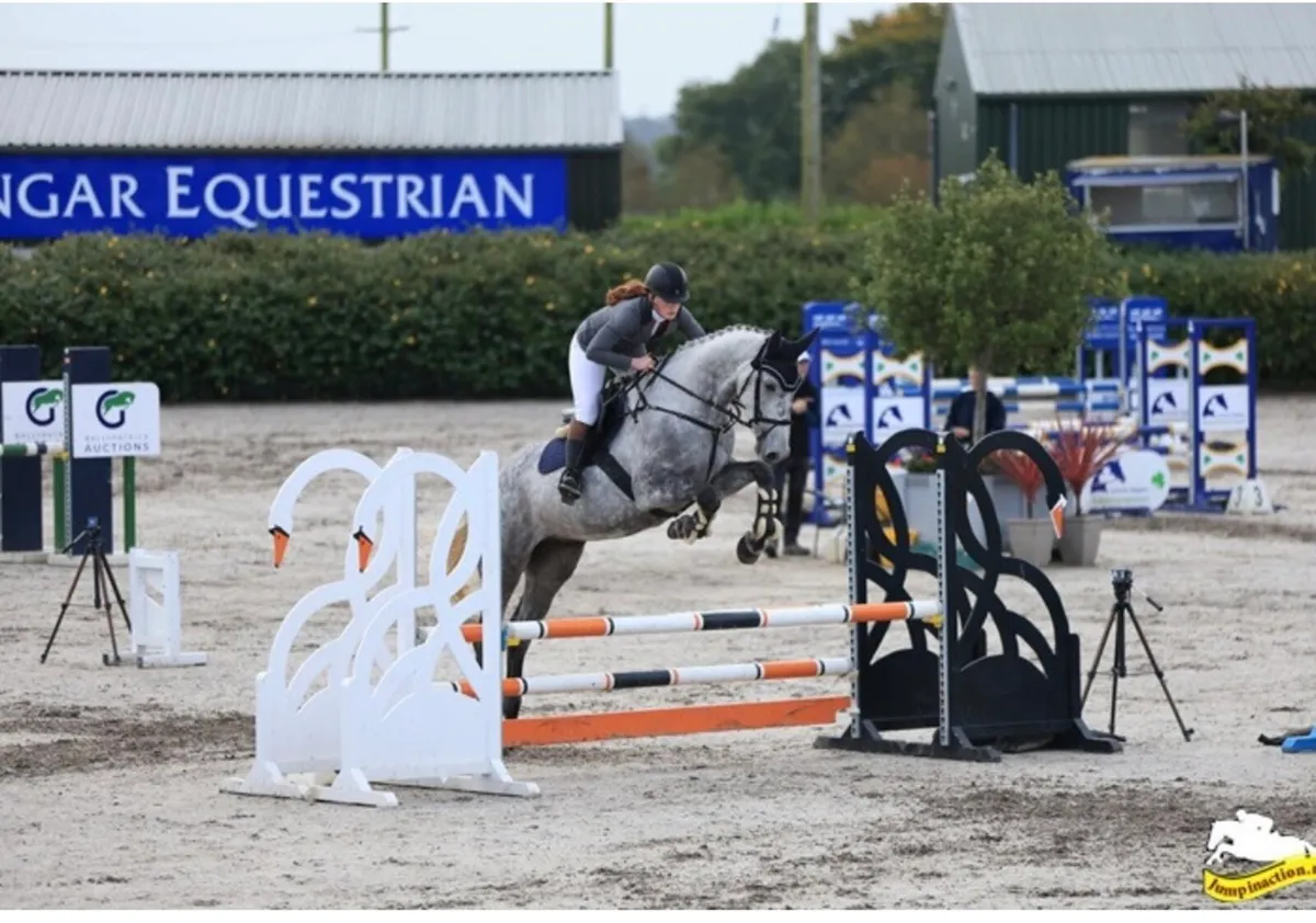 17h gelding by Glenfiddich - Image 4