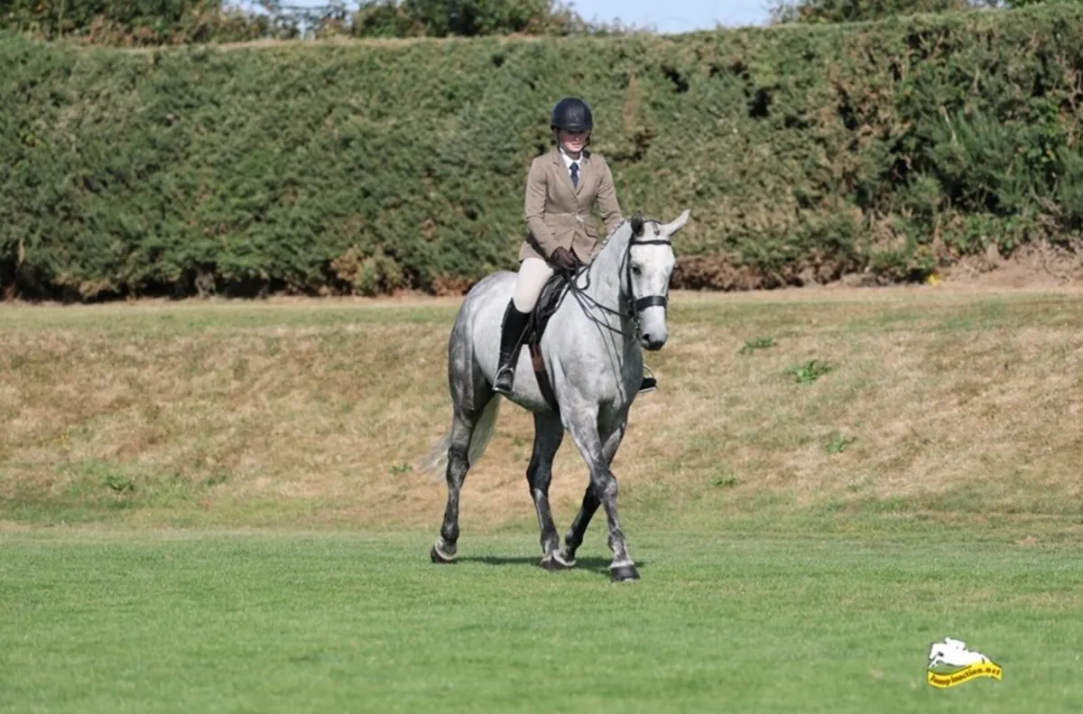 17h gelding by Glenfiddich - Image 1