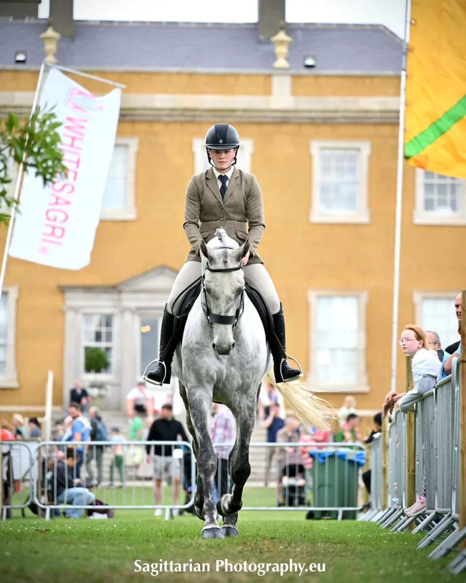 17h gelding by Glenfiddich - Image 3