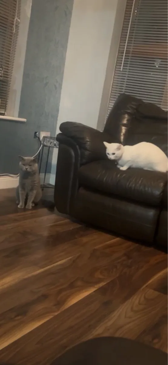 Shorthair British x Turkish angora - Image 2