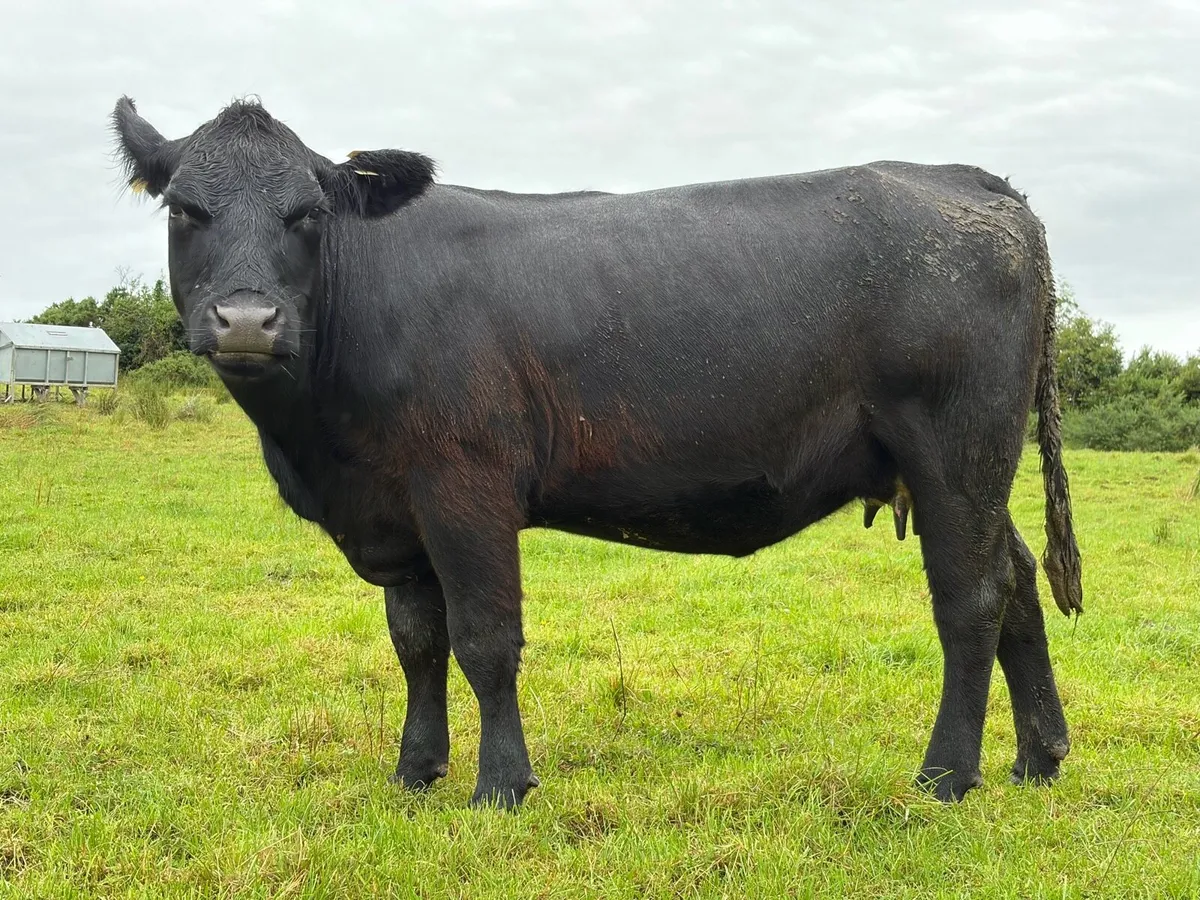 Pedigree Angus Cows with calves at foot - Image 3