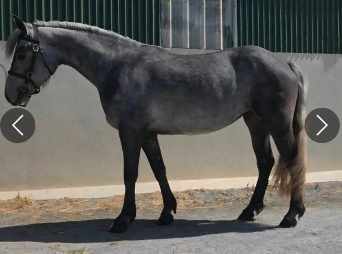 Connemara filly - Image 3