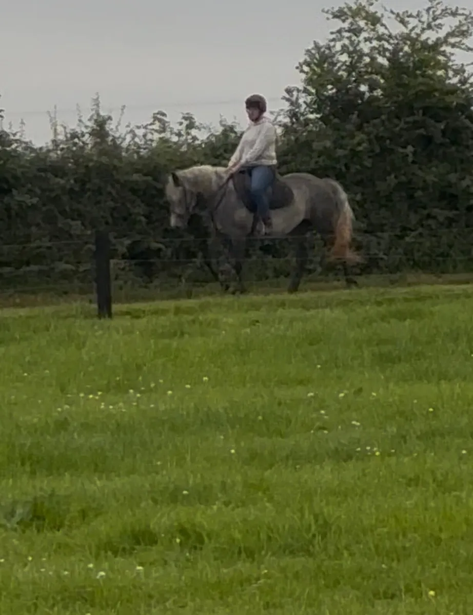 Connemara filly - Image 4