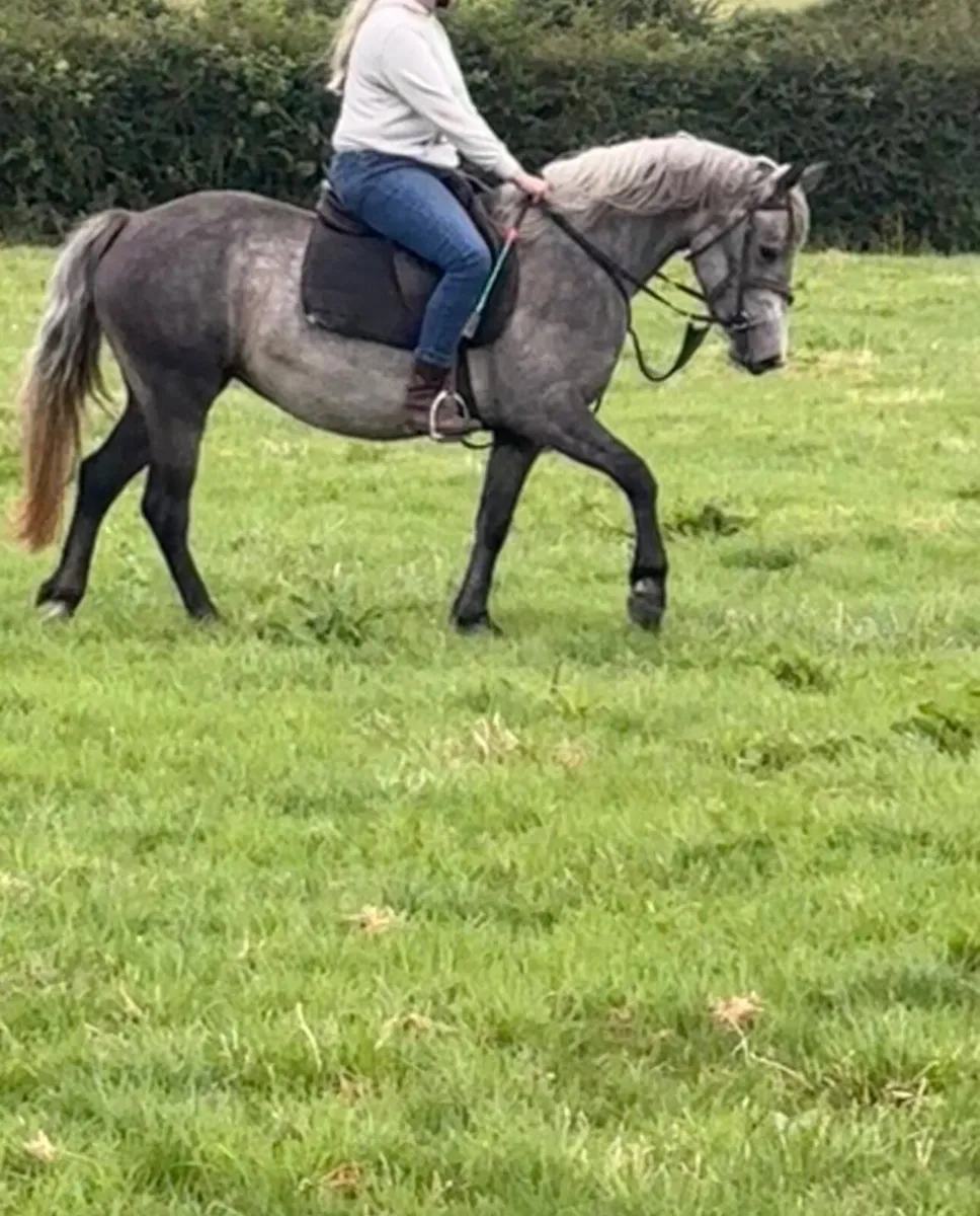 Connemara filly - Image 1