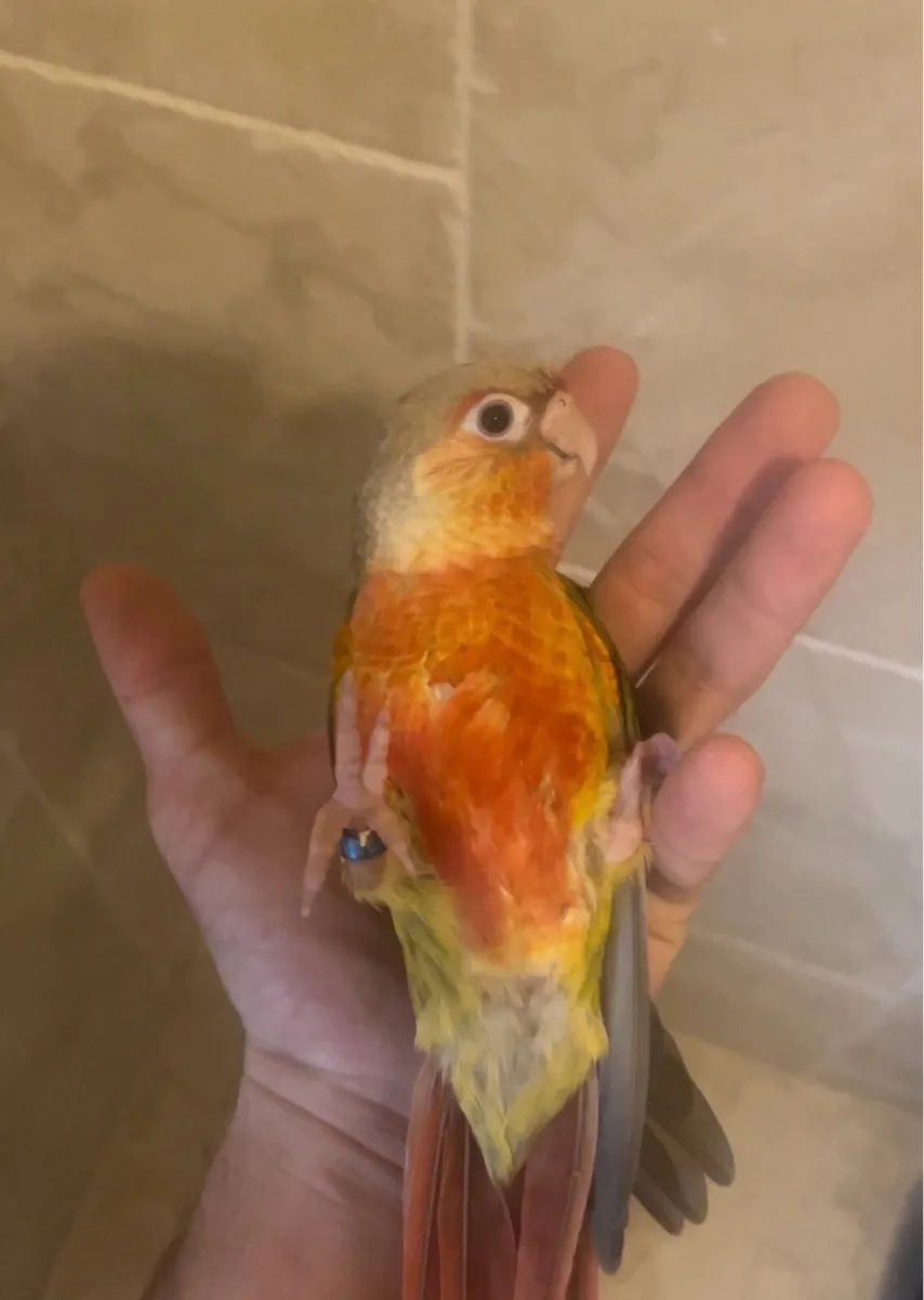 Baby hand reared conure - Image 1