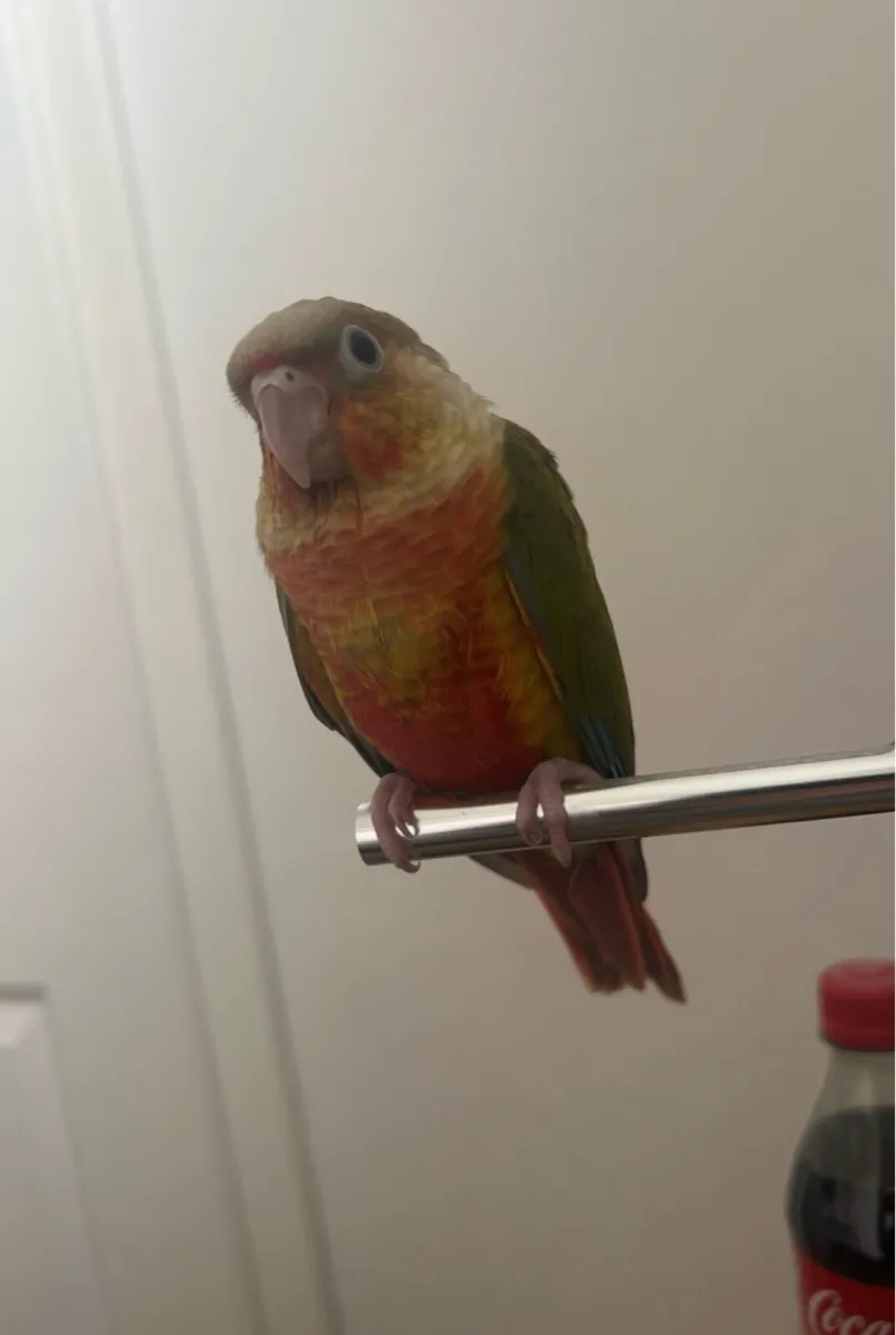 Baby hand reared conure - Image 2