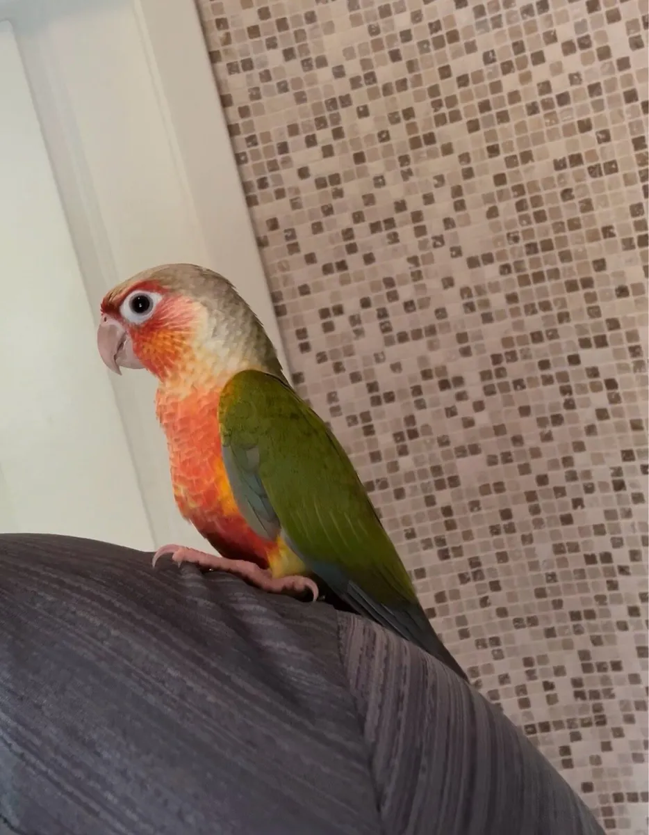 Baby hand reared conure - Image 3