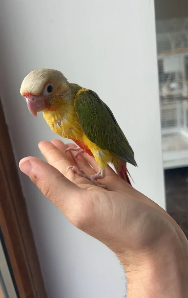 Baby hand reared conure - Image 4