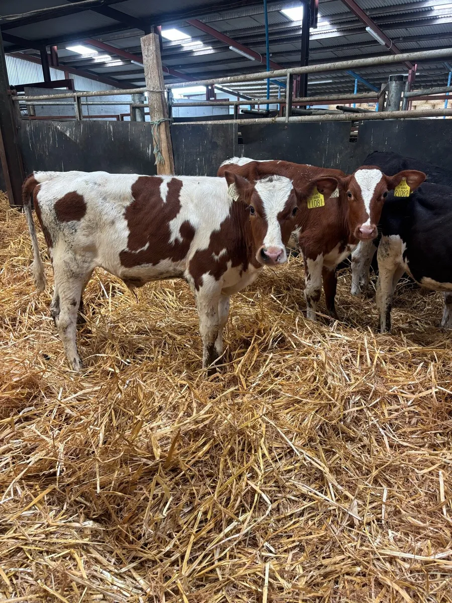 Calves - Image 1