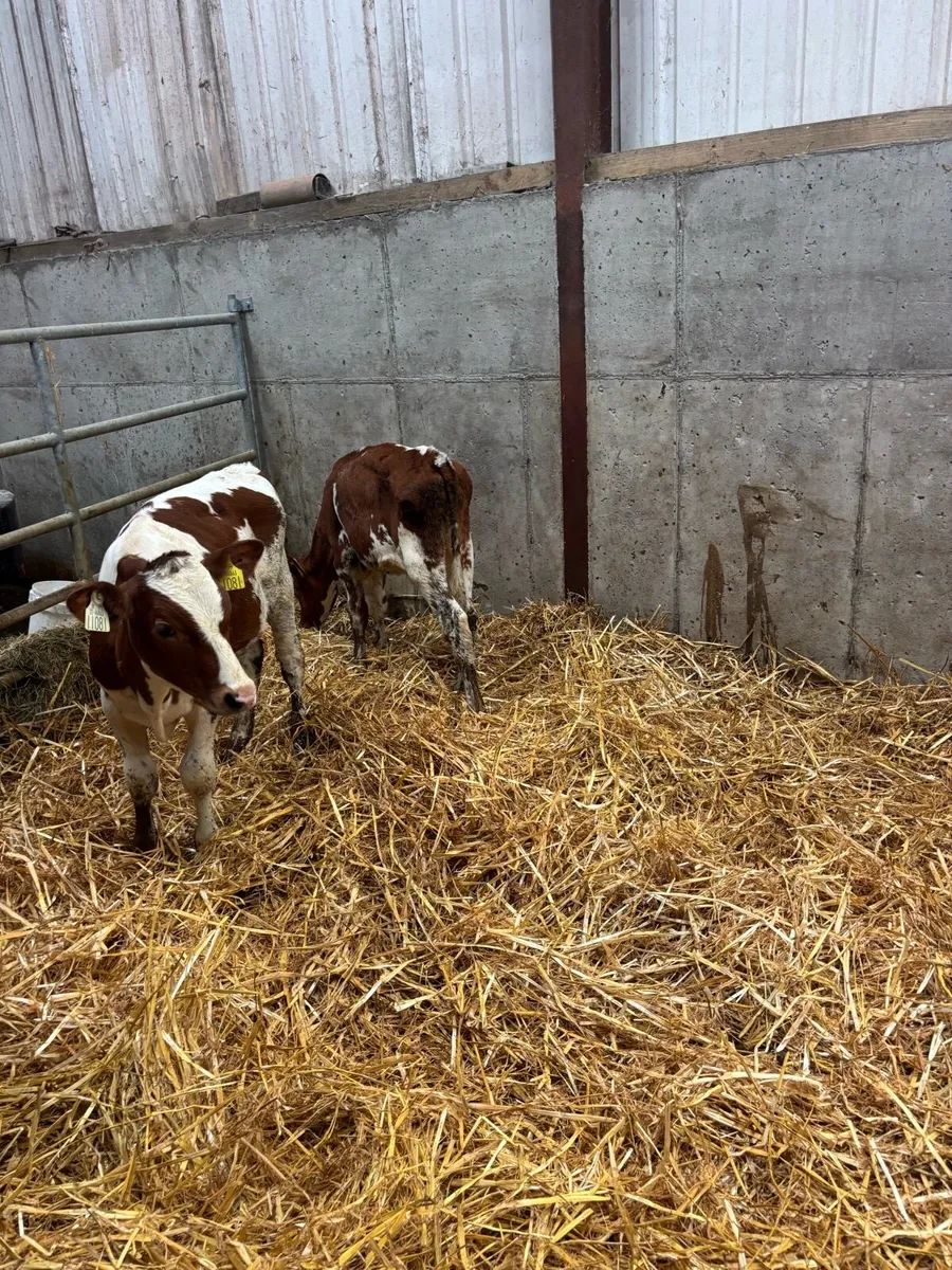 Calves - Image 3