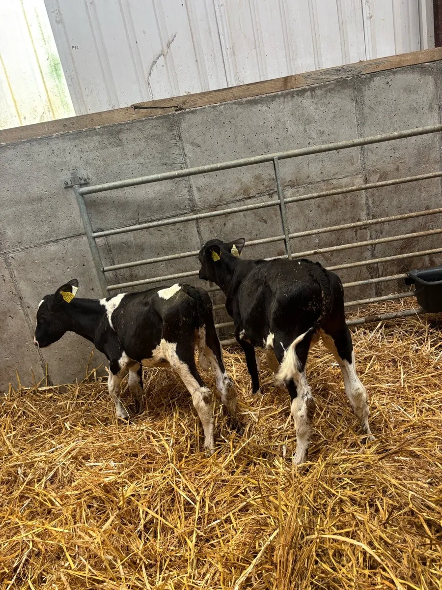 Calves - Image 2