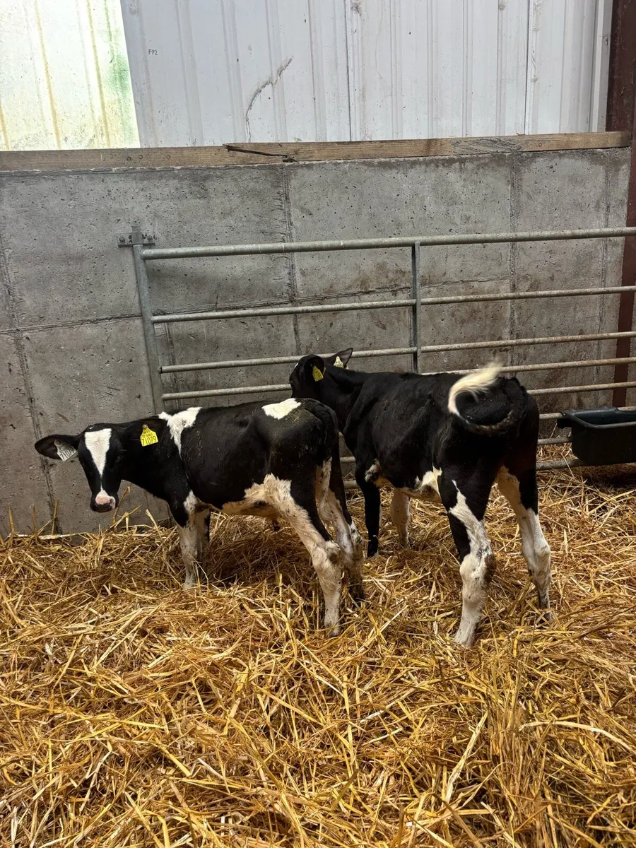 Calves - Image 4