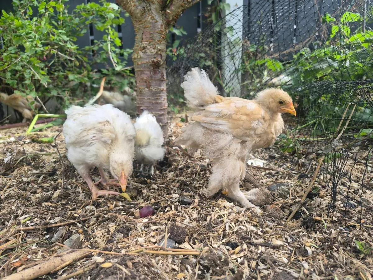 5 week old pure breed chicks - Image 2