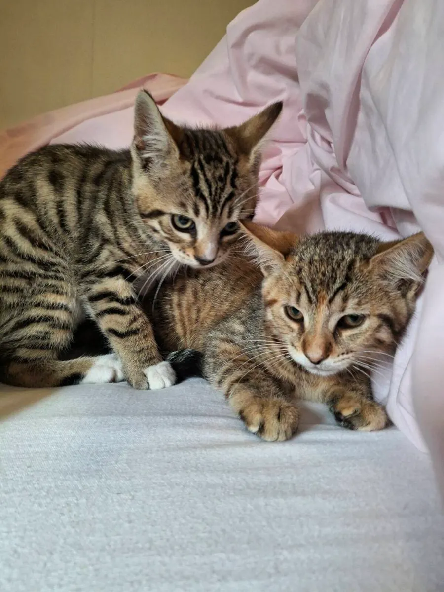 Bengal kittens - Image 3