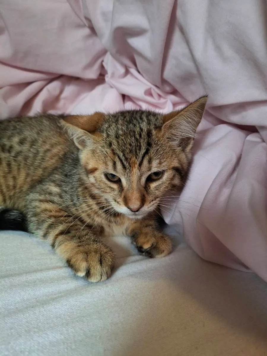 Bengal kittens - Image 2