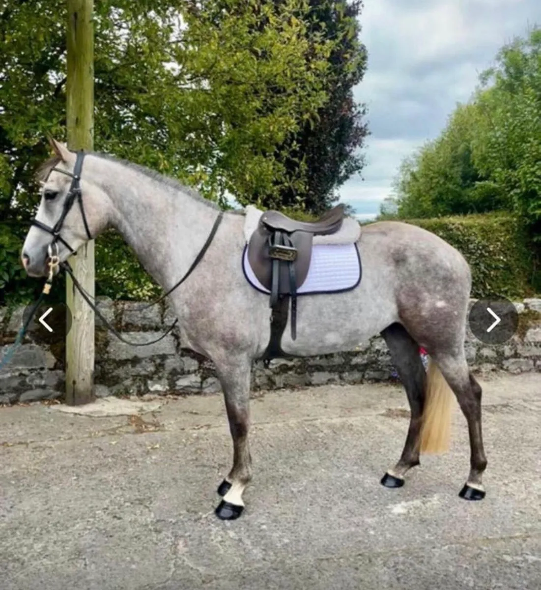 Beautiful 4 yrs old sports pony - Image 1