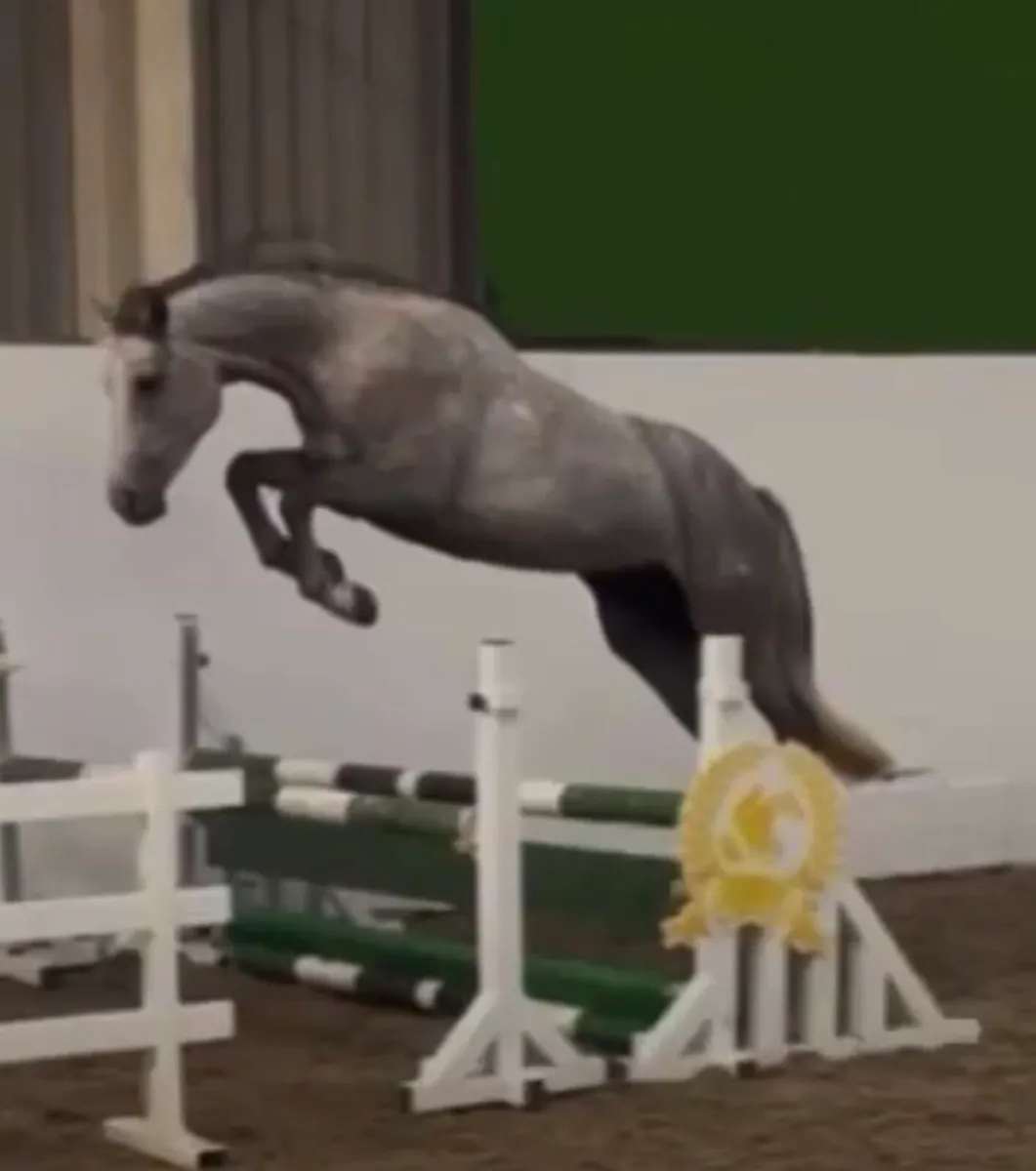 Beautiful 4 yrs old sports pony - Image 2