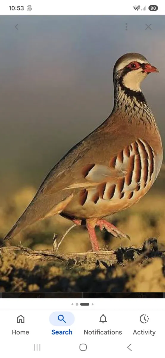 Red Leg Partridges