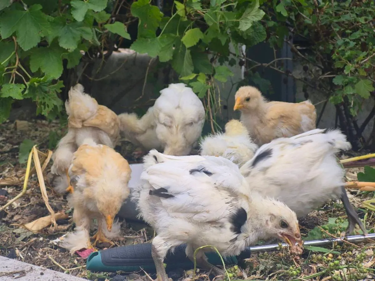 5 week old pure breed chicks - Image 1