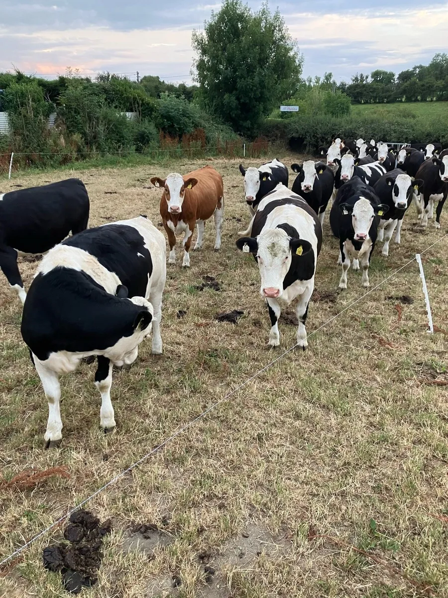 Simmental heifers