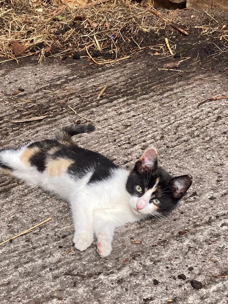 Stunning Female Kitten - Image 1