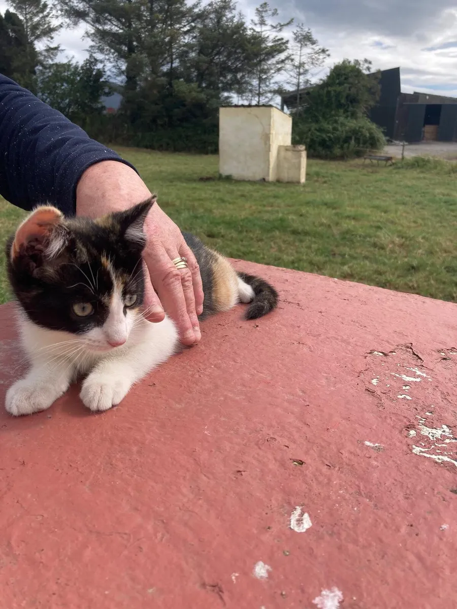 Stunning Female Kitten - Image 2