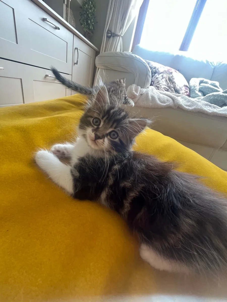 4 Gorgeous Kittens For Sale - Image 1