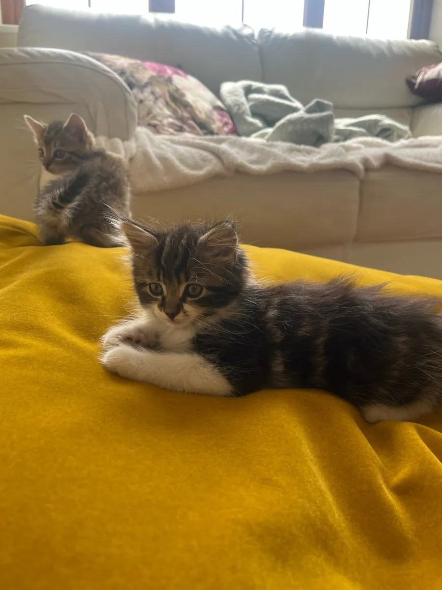 4 Gorgeous Kittens For Sale - Image 2