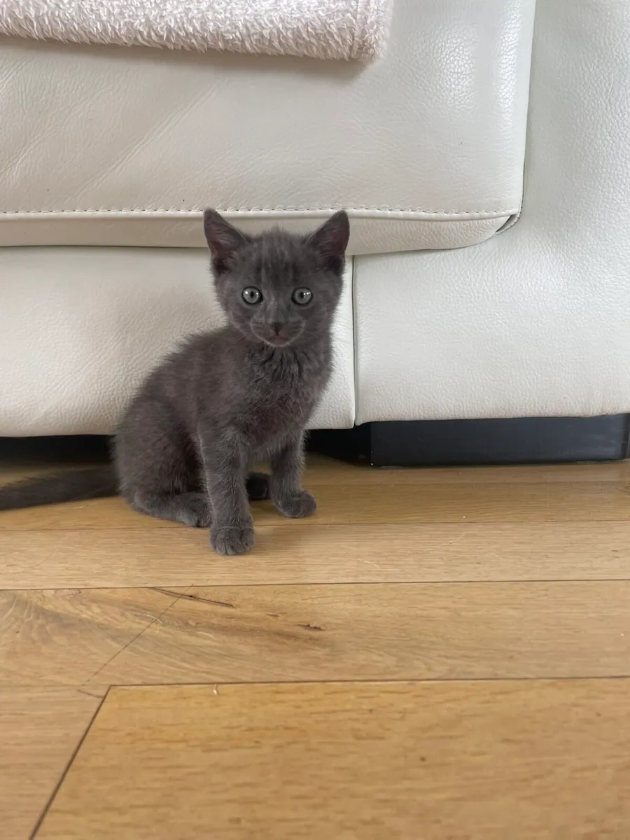 4 Gorgeous Kittens For Sale - Image 3