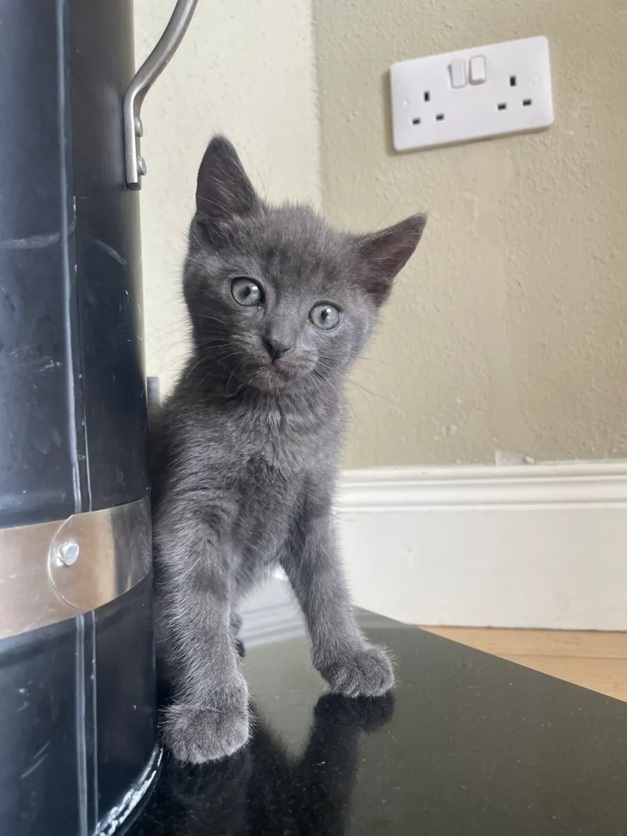 4 Gorgeous Kittens For Sale - Image 4