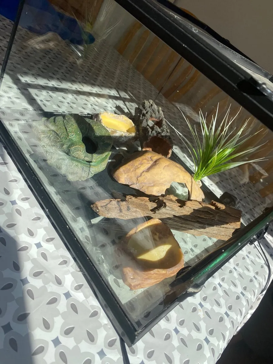 Leopard gecko tank/setup - Image 2