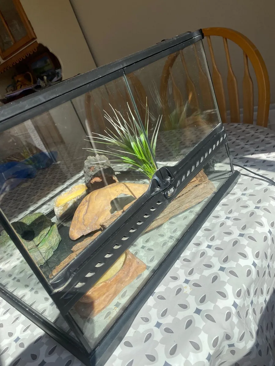 Leopard gecko tank/setup - Image 1