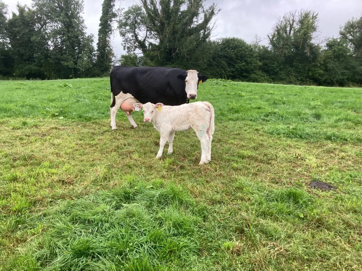 Recip cow & Pedigree Charolais heifer calf - Image 1