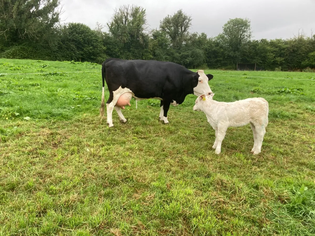 Recip cow & Pedigree Charolais heifer calf - Image 2