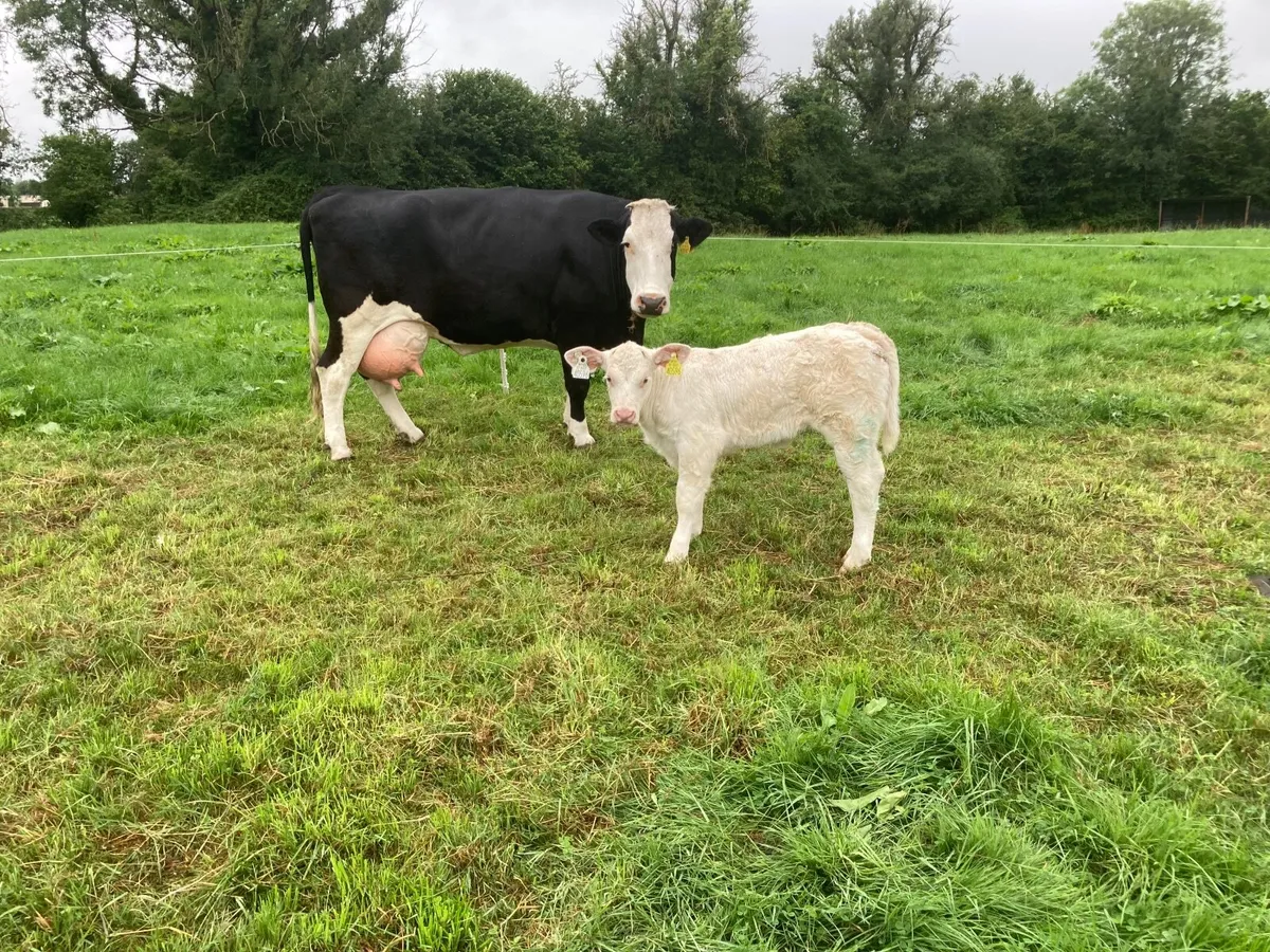 Recip cow & Pedigree Charolais heifer calf - Image 3
