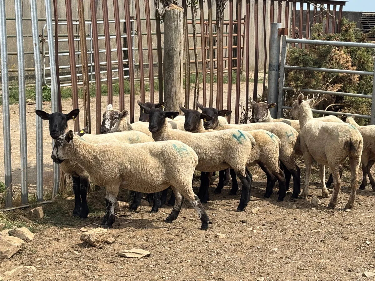 10 hoggets - Image 4