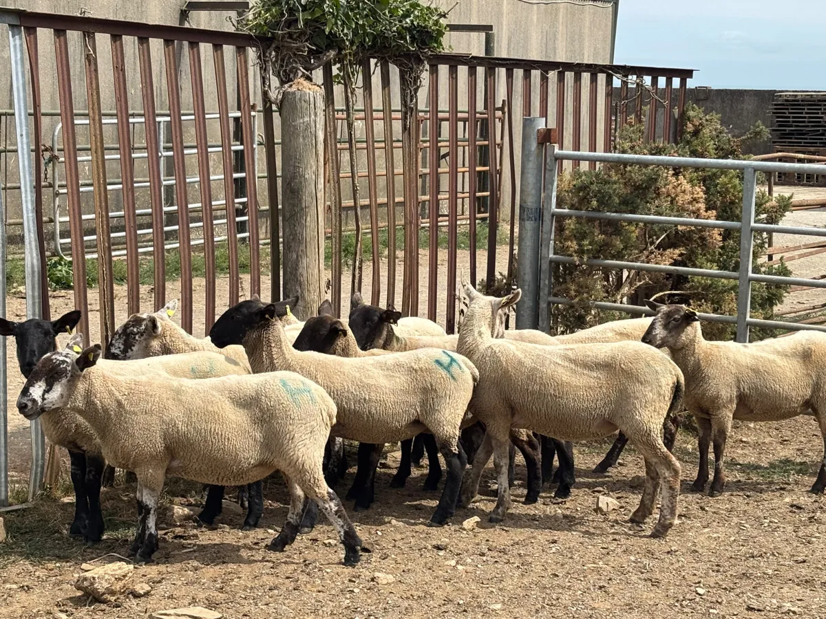10 hoggets - Image 3
