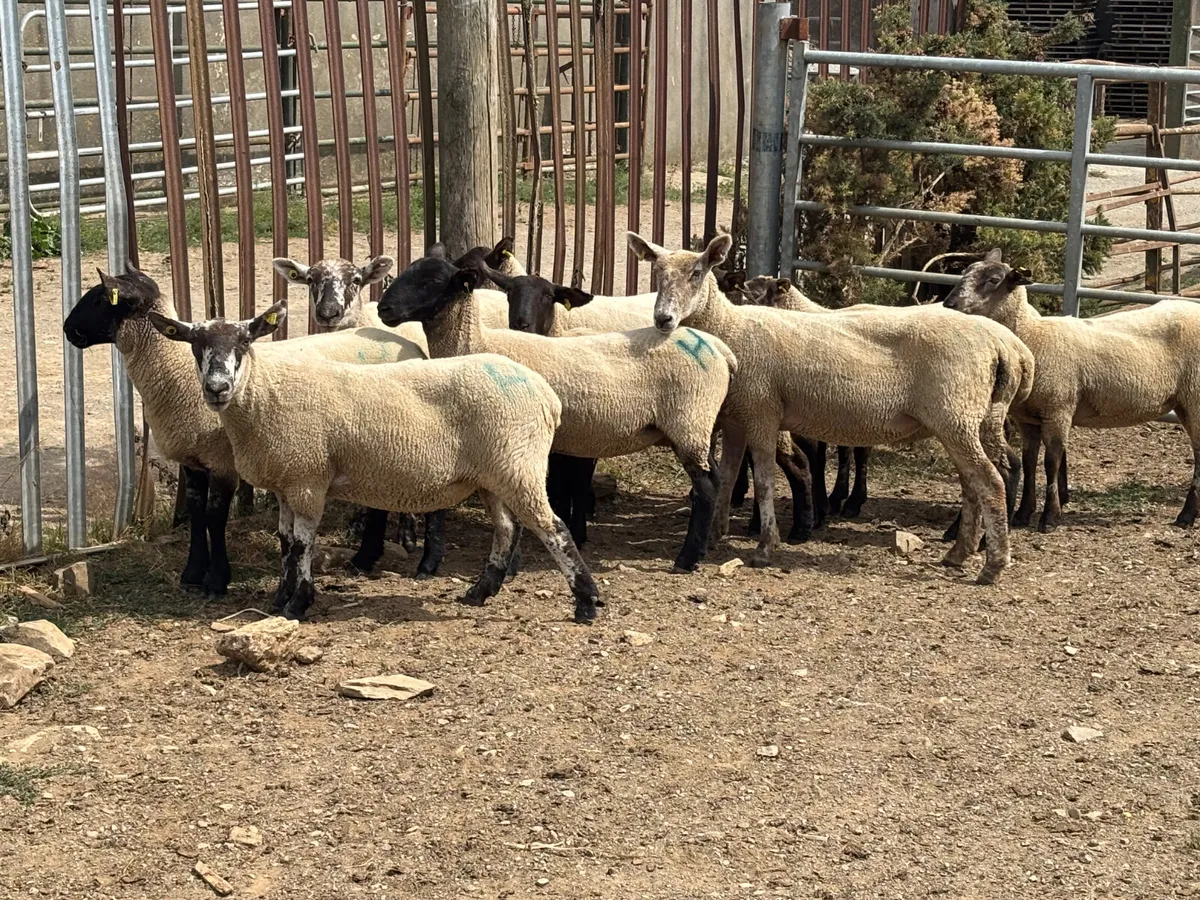 10 hoggets - Image 2