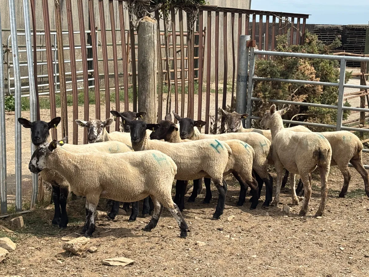 10 hoggets - Image 1