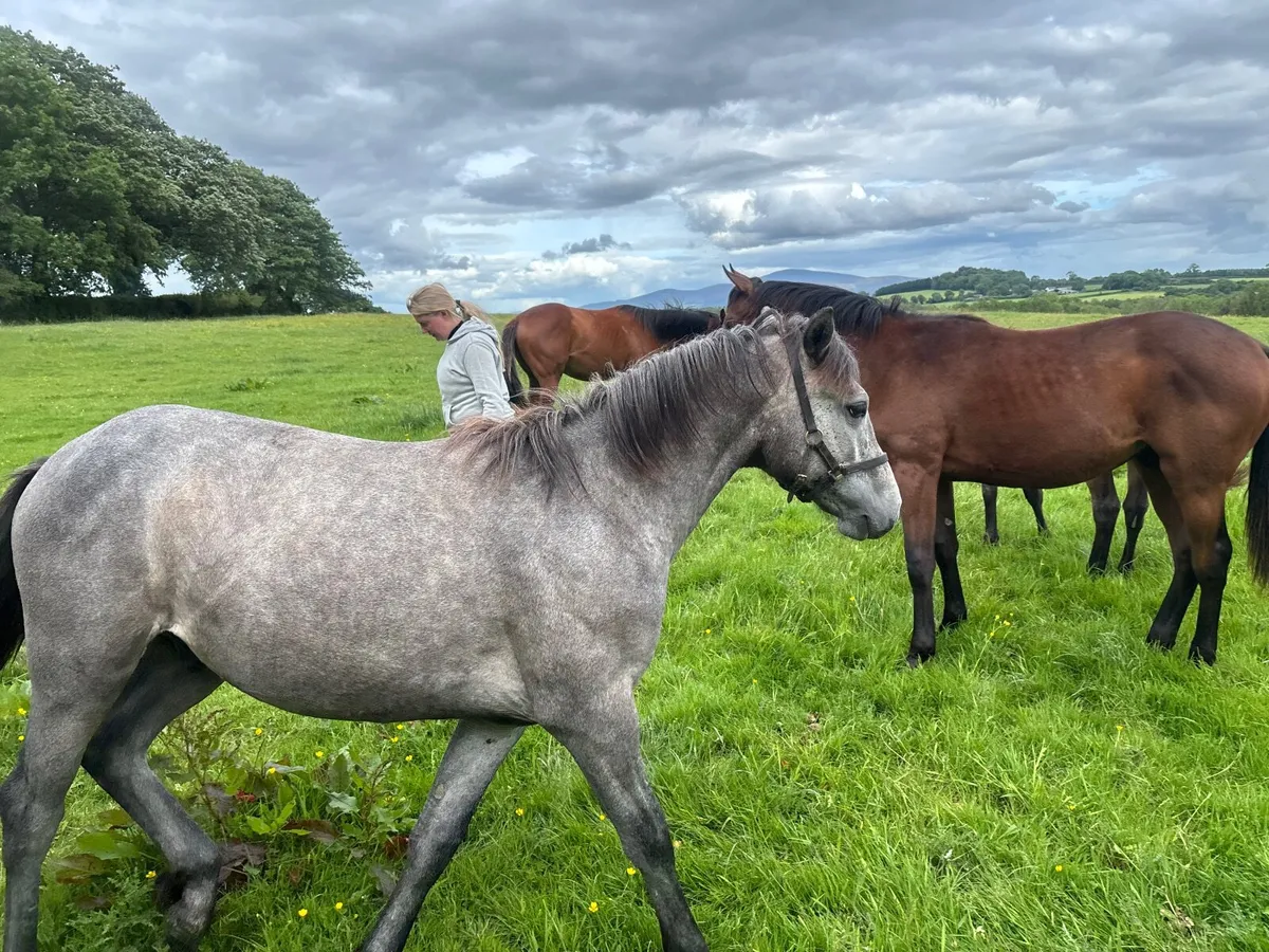Conemara yearling - Image 1