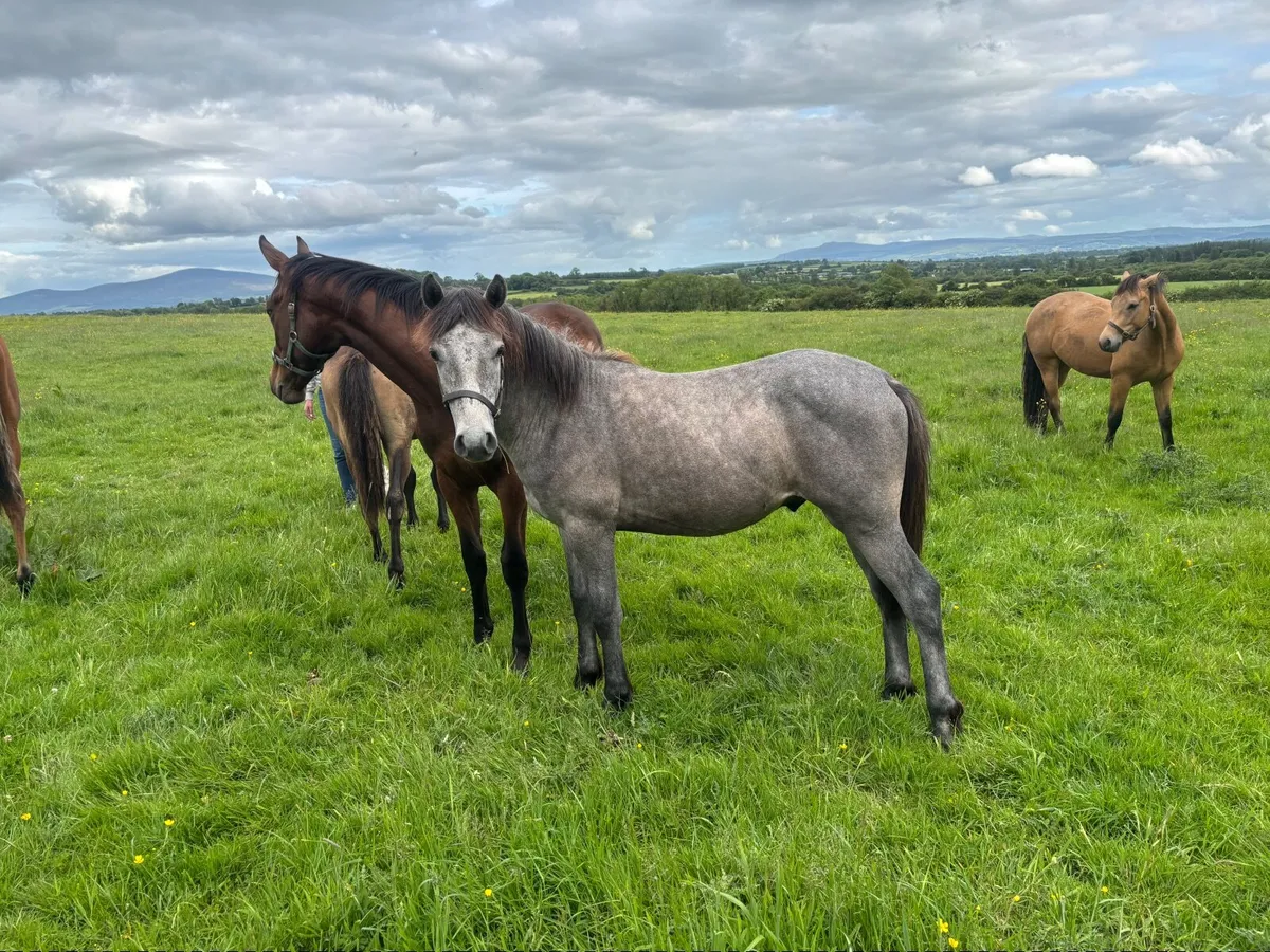 Conemara yearling - Image 2