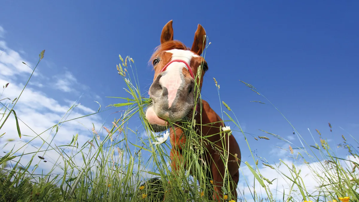Grazing Available