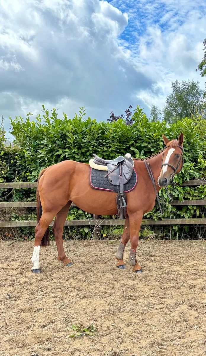 Gorgeous 15.1 5 Year old mare - Image 1