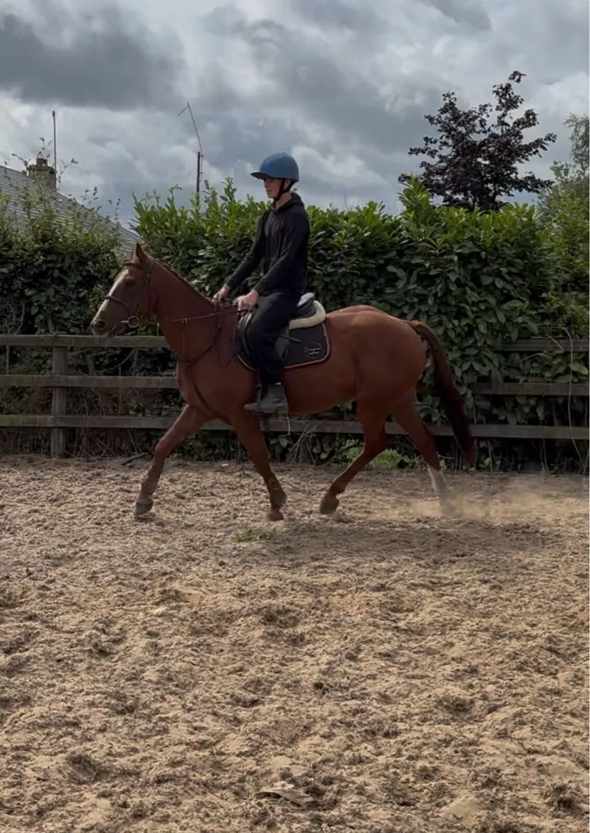 Gorgeous 15.1 5 Year old mare - Image 2