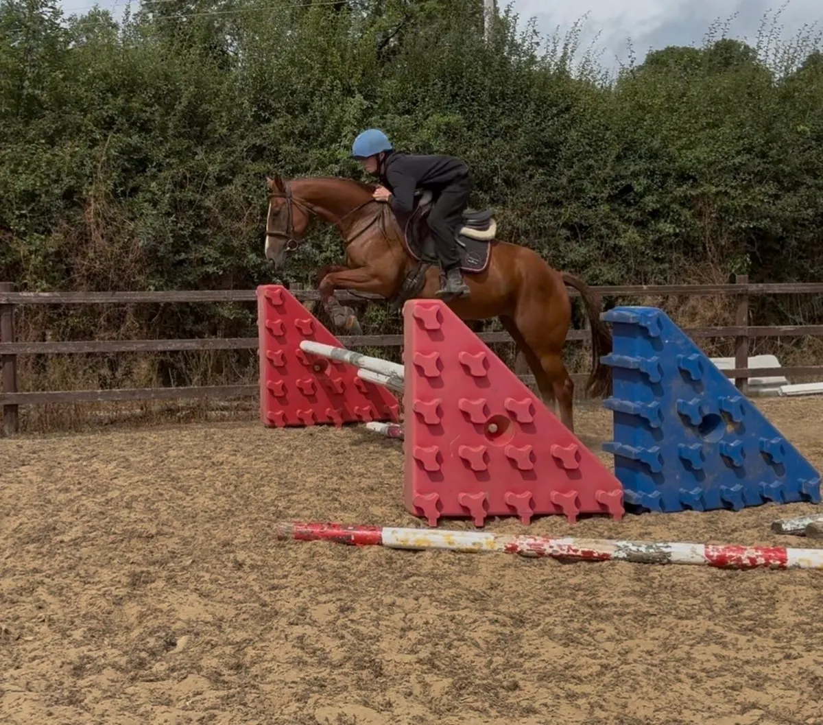 Gorgeous 15.1 5 Year old mare - Image 3