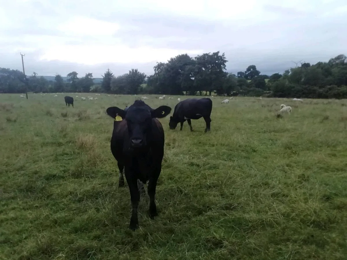 4 Bulling Heifers - Image 2